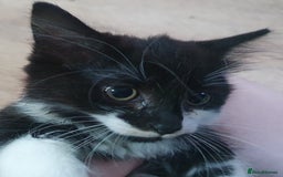 Mixed Breed cats for sale: Fluffy and short haired bundles of joy - Image 13
