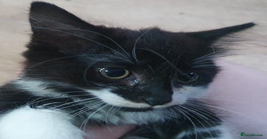 Mixed Breed cats - Advert 9
