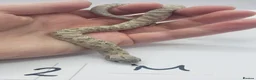 Snake reptiles for sale: Baby Western Hognoses mixed sex and morphs From - Advert 3