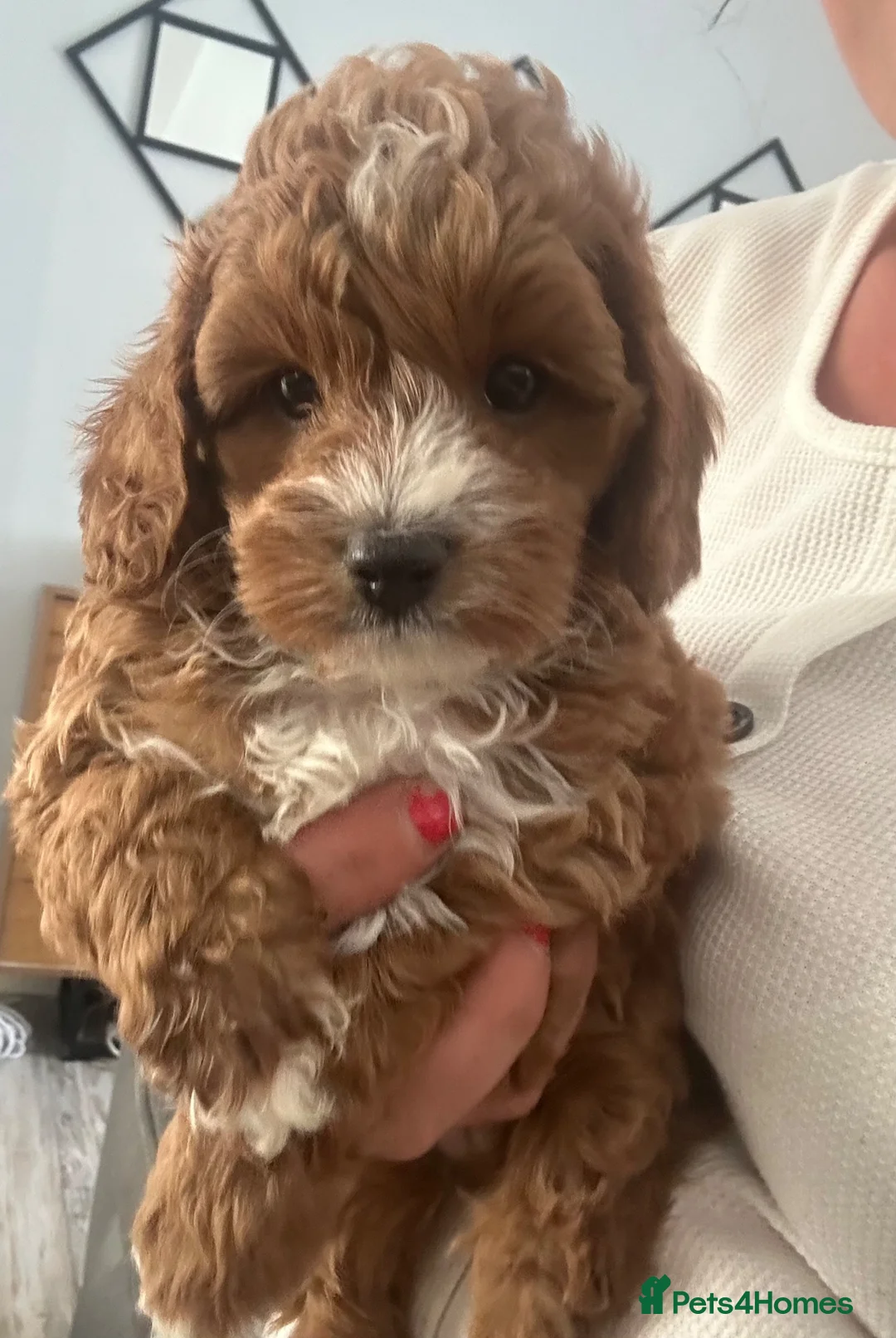 Cavapoo dogs for sale: cavapoo toy!! 1 boy left - Advert 2