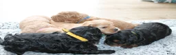 Cavapoo dogs for sale: Beautiful F1B Toy Cavapoo Puppies - Advert 23