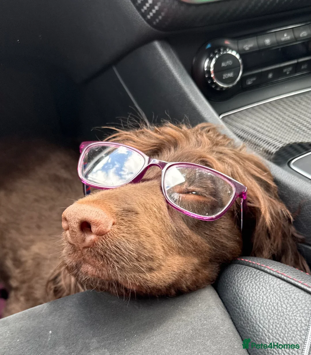 Cocker Spaniel dogs for sale: 2 year old Cocker Spaniel - Advert 6