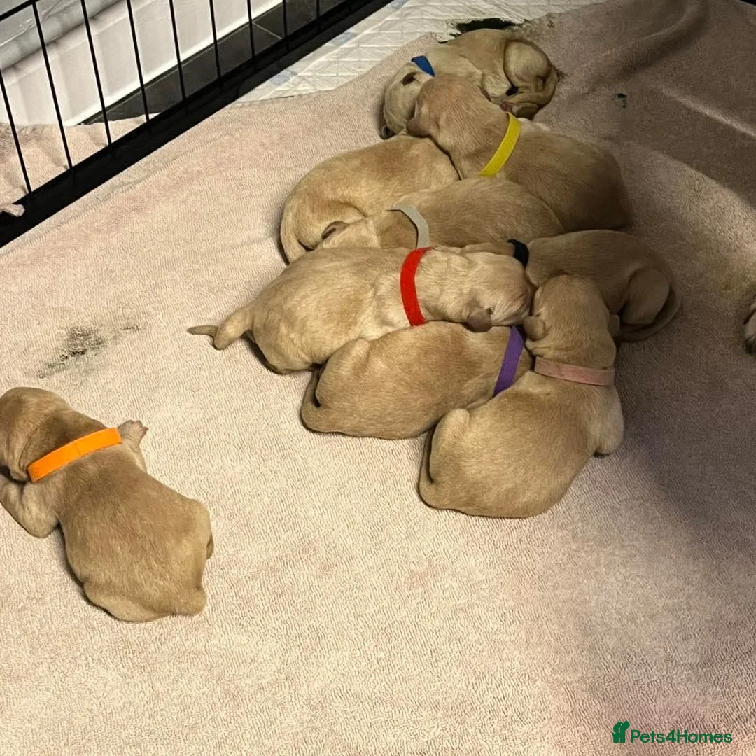 Labrador Retriever dogs for sale: KC registered yellow labrador pups  - Advert 3