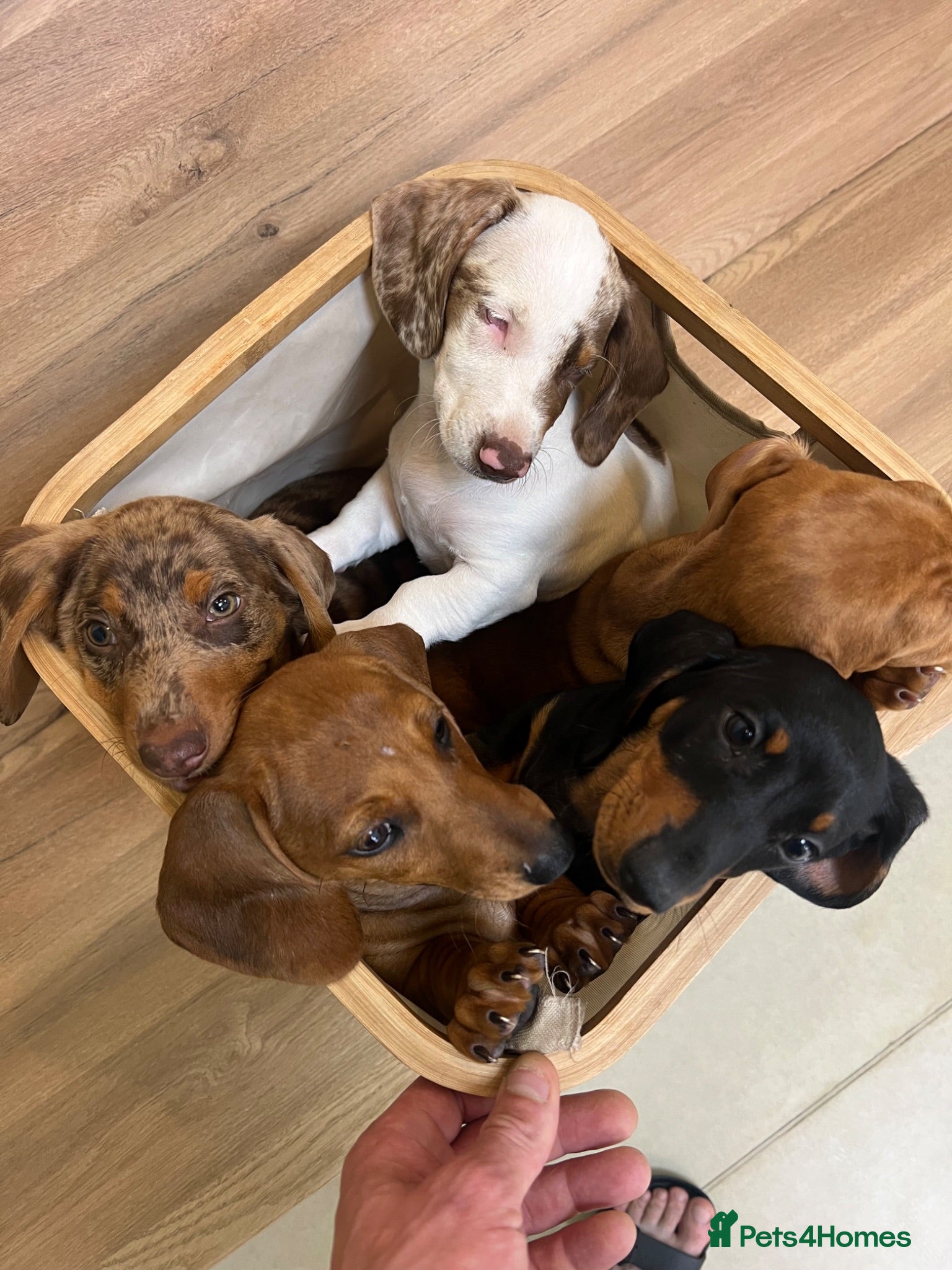 Dachshund dogs Dachshund is not just dog is your friend forever  - Advert 9