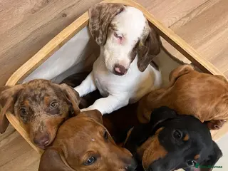 Dachshund dogs Dachshund is not just dog is your friend forever - Advert 9