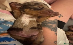 Miniature Dachshund dogs for sale: Miniature dachshund puppies  - Image 7