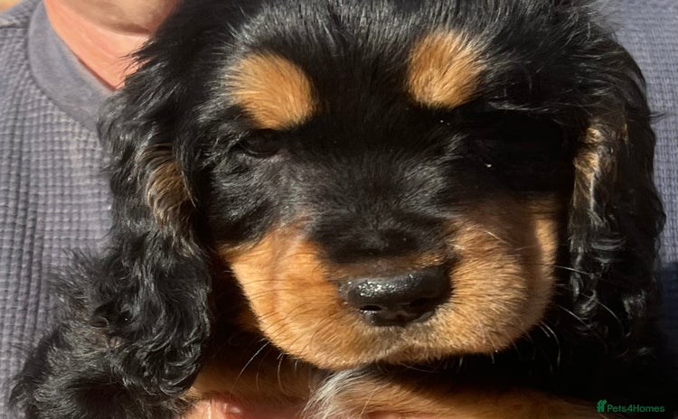 Cocker Spaniel dogs - Advert 11