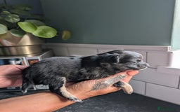 Chihuahua dogs for sale: Two chihuahua baby girls, black long haired!!!! - Image 6