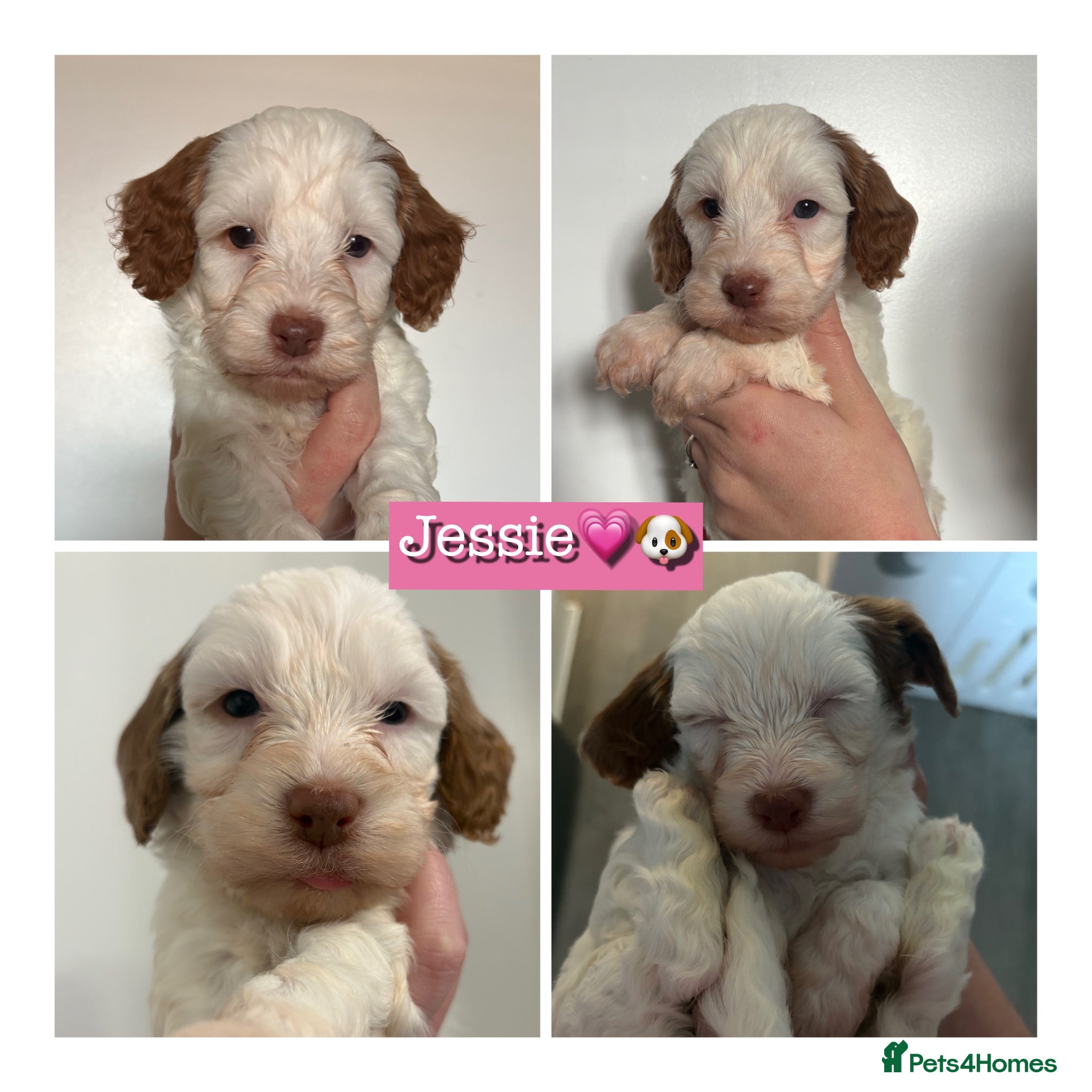 Cockapoo dogs 🐶🐾 Cockapoo puppies 🐶🐾 - Advert 16