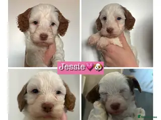 Cockapoo dogs 🐶🐾 Cockapoo puppies 🐶🐾 - Advert 16