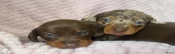Miniature Dachshund dogs for sale: Smooth haired miniature dacshund - Advert 7