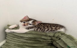 Mixed Breed cats for sale: 2 Babies Left! Waiting For Their Forever Home - Image 16