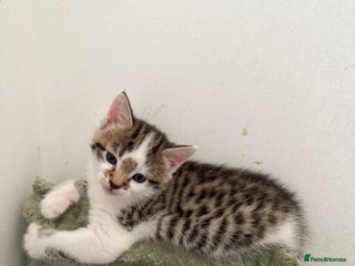 Mixed Breed cats 2 Babies Left! Waiting For Their Forever Home - Advert 18