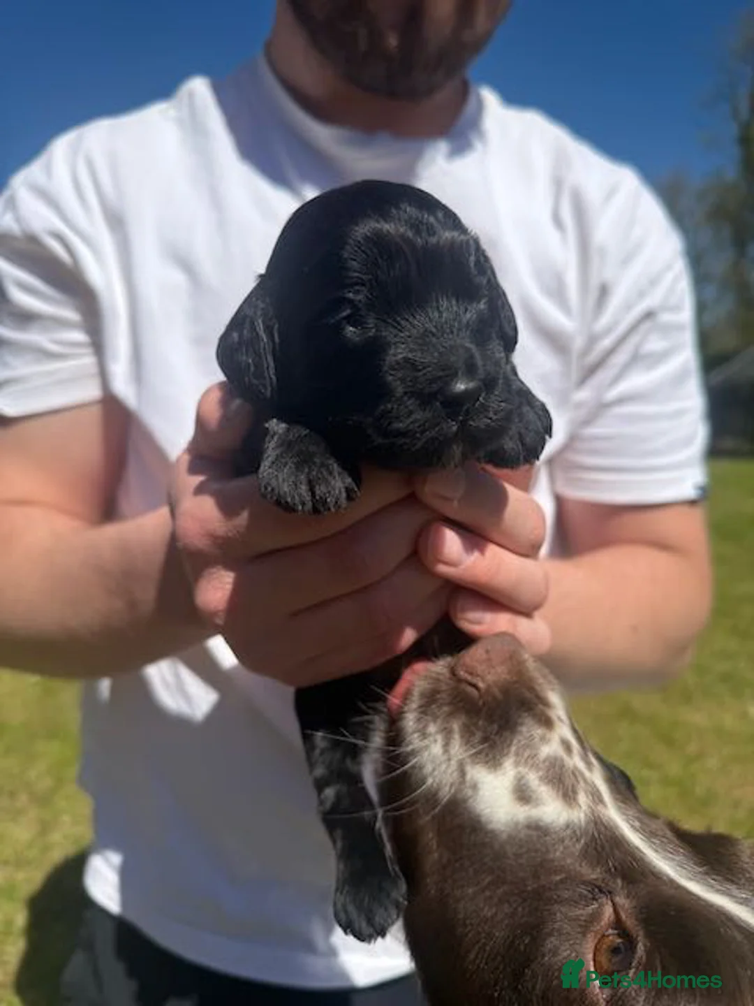 Sproodle dogs for sale: ADORABLE SPROODLE PUPPIES - Advert 2