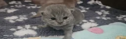 British Shorthair cats for sale:  British shorthair  - Advert 17