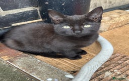Mixed Breed cats for sale: Lovely adorable kittens - Image 12