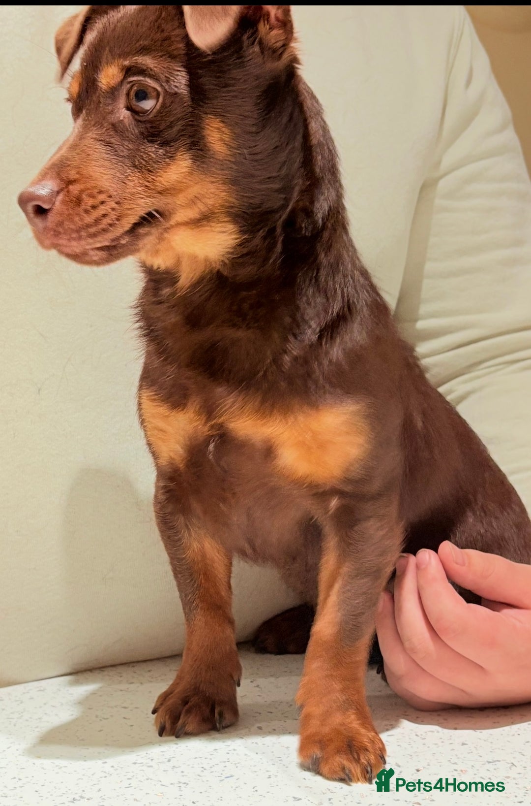 Jack Russell dogs for sale: Jack Russell Boy & Girl  - Advert 6