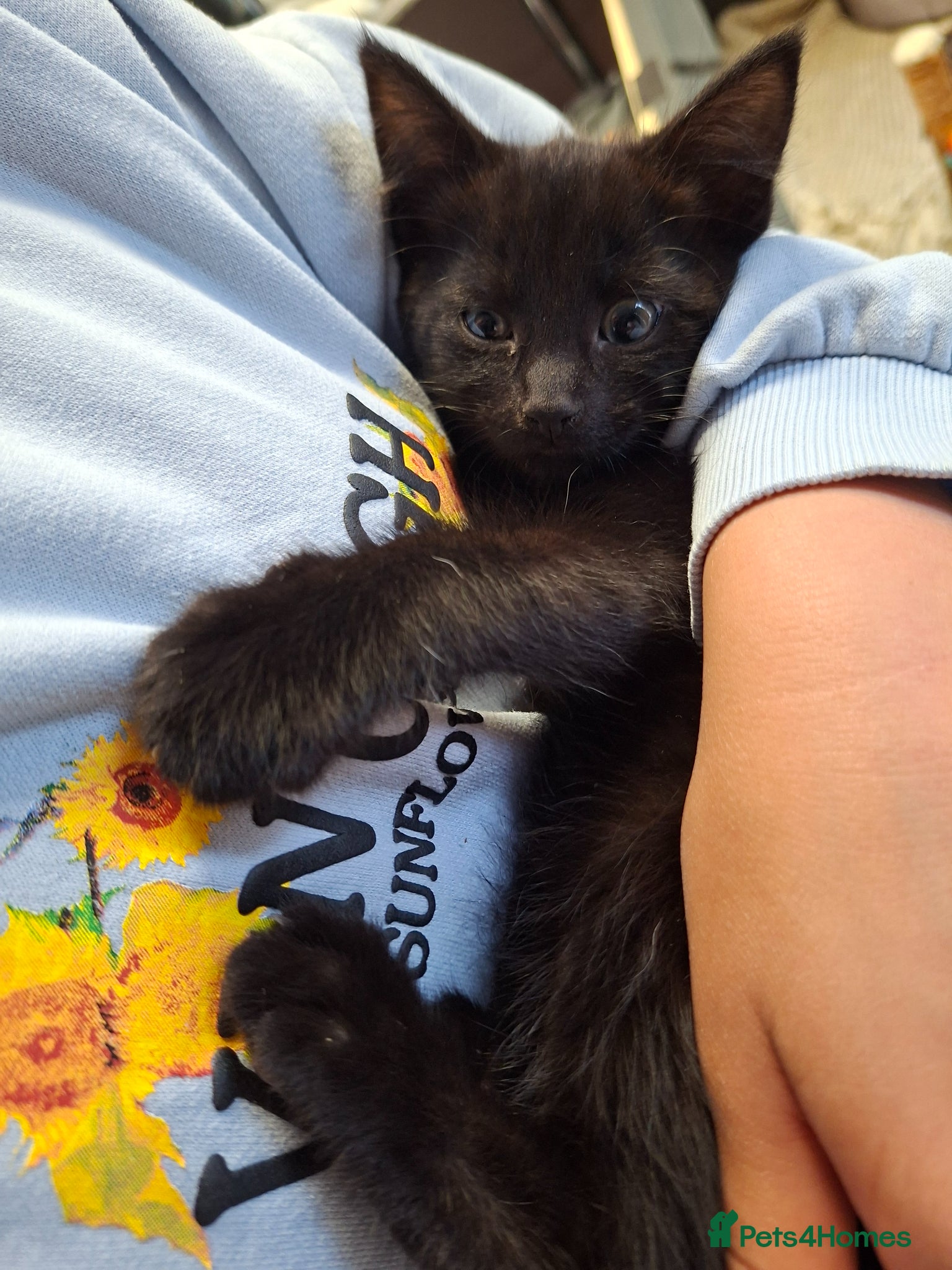 Mixed Breed cats READY NOW 1 x beautiful kitten for sale - Advert 2