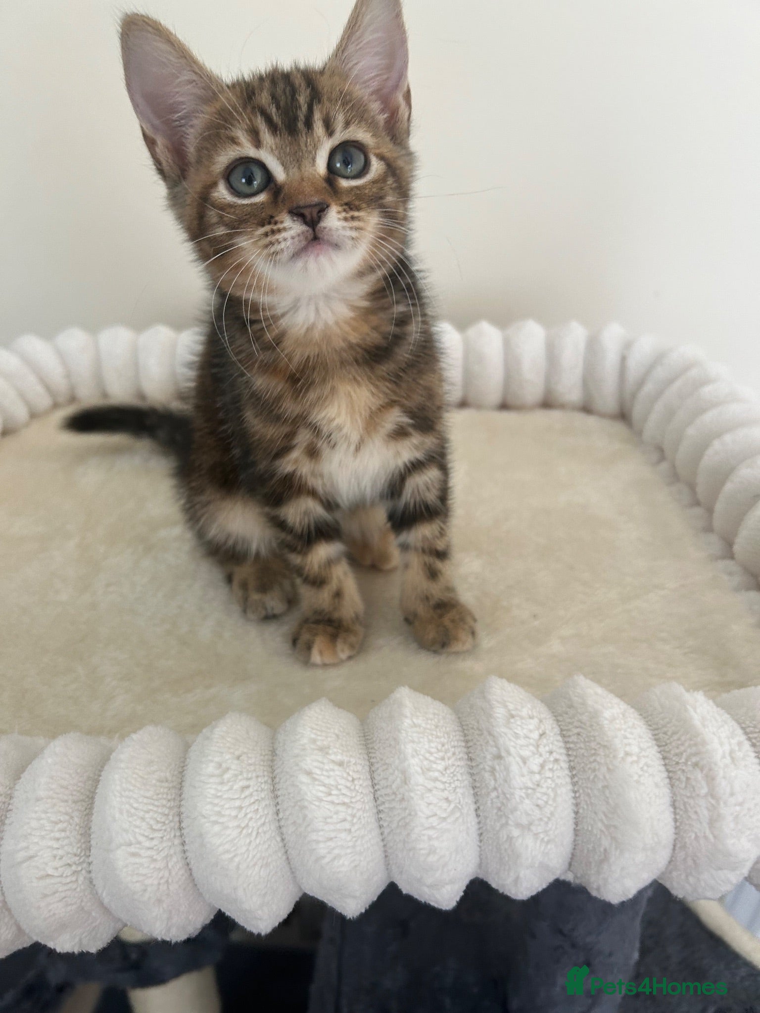 Mixed Breed cats Last tiny kitten  - Advert 7
