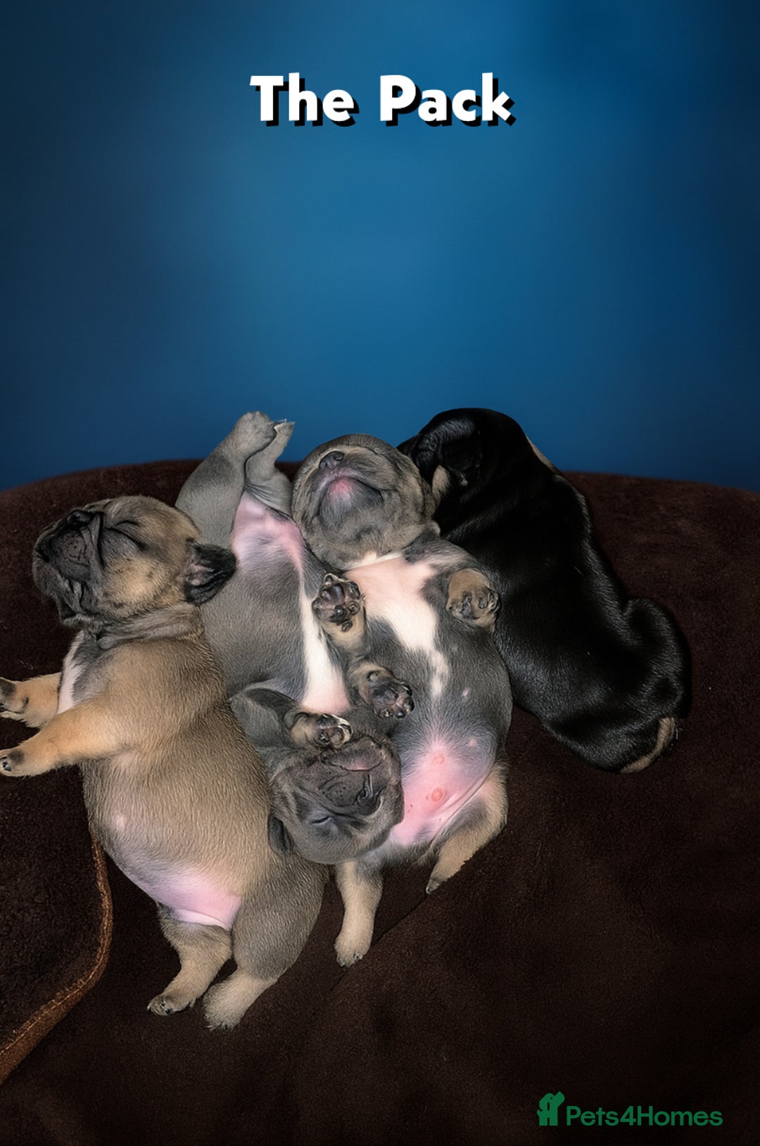 French Bulldog dogs for sale: 4 Of The Cutest Frenchie Puppies 💕 - Advert 4