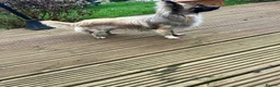 Chihuahua dogs for sale: Male Long Haired Chihuahua! - Advert 5