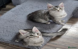 Maine Coon cats for sale: Large pedigree Tica Maine coon kittens READY  - Image 26