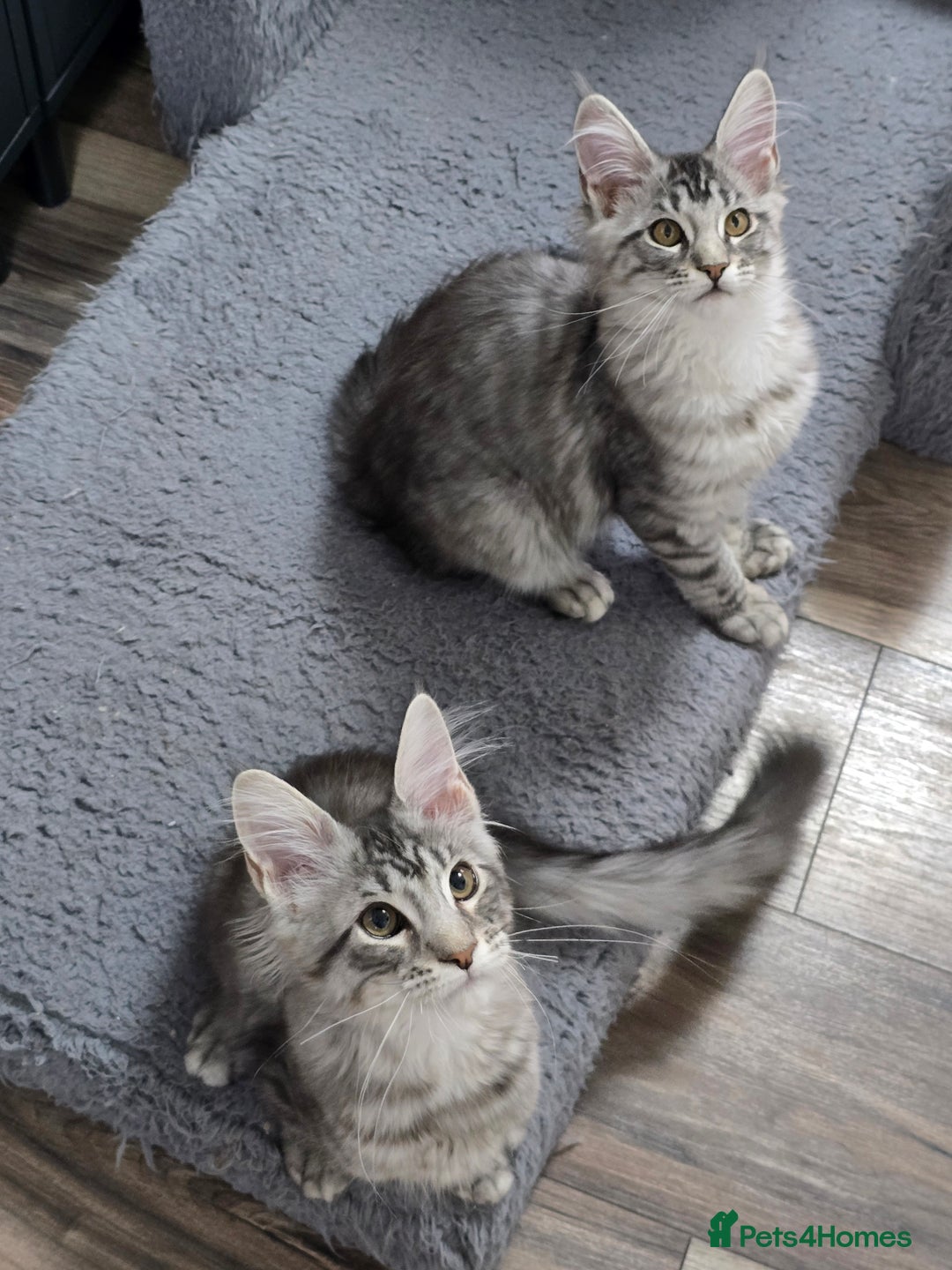 Maine Coon cats for sale: Large pedigree Tica Maine coon kittens READY  - Image 26