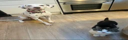 Dalmatian dogs for sale: 8 year old Dalmatian - Polly - liver spotted - Advert 4