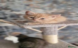 Persian cats for sale: Persian mixed breed  - Image 7