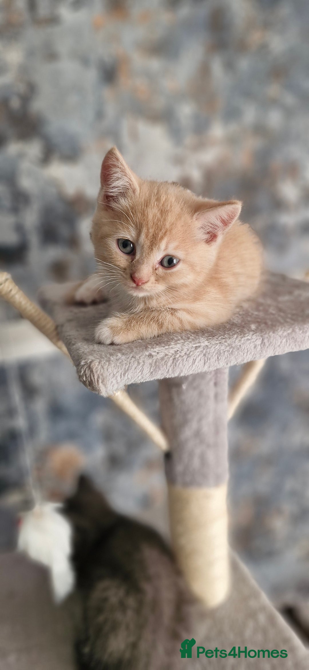 Persian cats for sale: Persian mixed breed  - Image 7