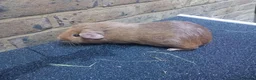 Guinea Pig rodents for sale: Guinea Pigs + Hutch  - Advert 6