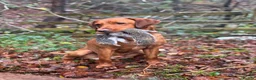 Labrador Retriever dogs for sale: Kc registered health tested Labrador puppy’s  - Advert 18