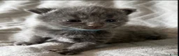 Mixed Breed cats for sale: 3 Adorable Kittens For Sale in Cumnock - Advert 7