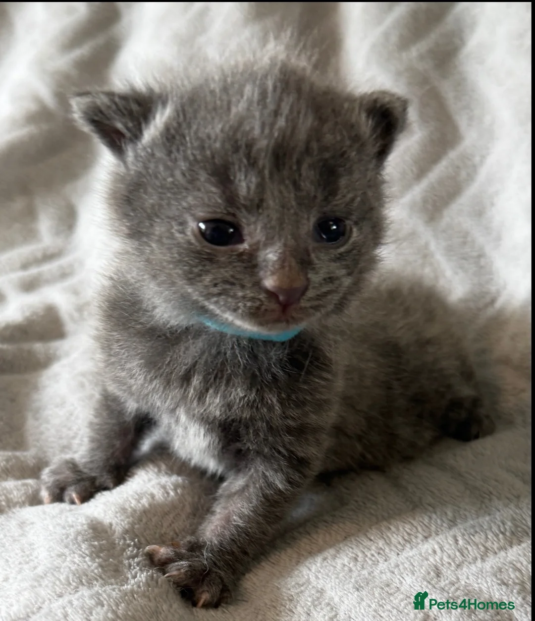 Mixed Breed cats for sale: 3 Adorable Kittens For Sale in Cumnock - Advert 7