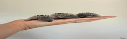 Pygmy Hedgehog rodents for sale: Lesser tenrecs available to reserve  - Advert 6