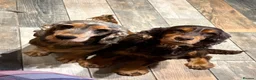 Cocker Spaniel dogs for sale: Beautiful Kc reg show type cocker spaniels  - Advert 6