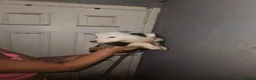 Border Collie dogs for sale: 2 male border collie  in Stalybridge - Advert 8