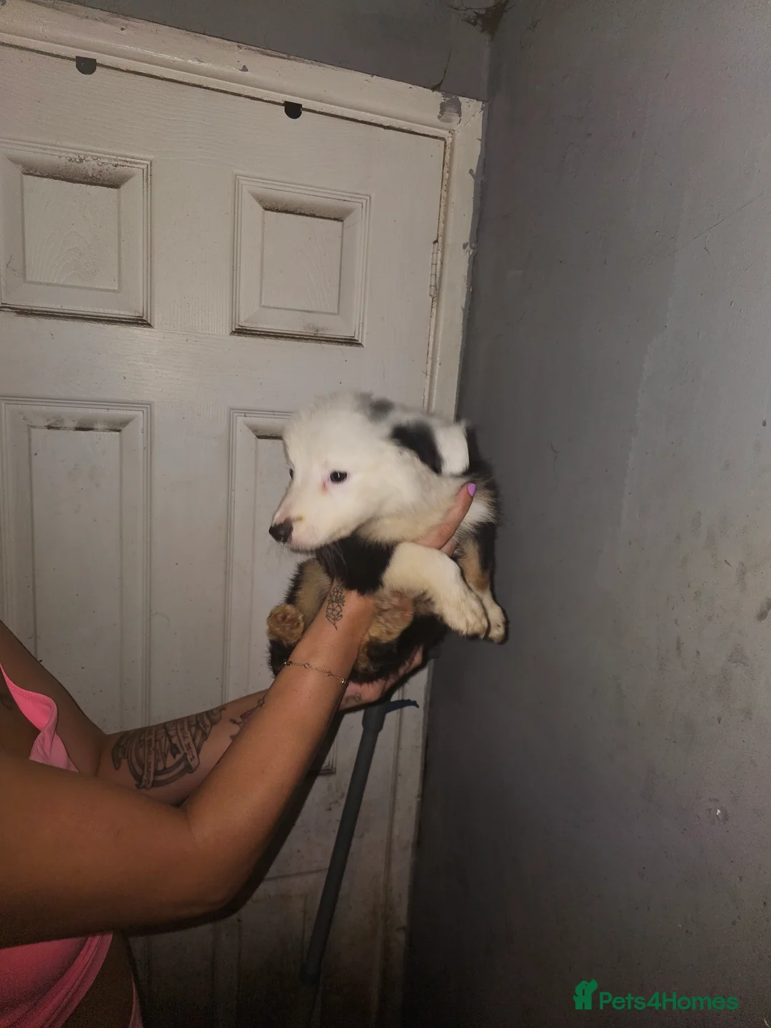 Border Collie dogs for sale: 2 male border collie  in Stalybridge - Advert 8