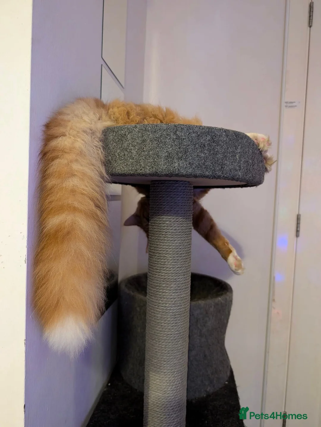 British Longhair cats for sale: British Longhair X Maine Coon Kittens - Advert 8