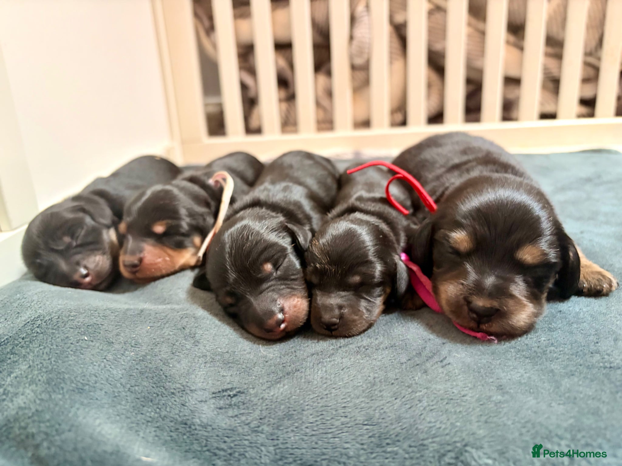 Miniature Dachshund dogs Pedigree Longhaired Miniature Dachshunds  - Advert 13