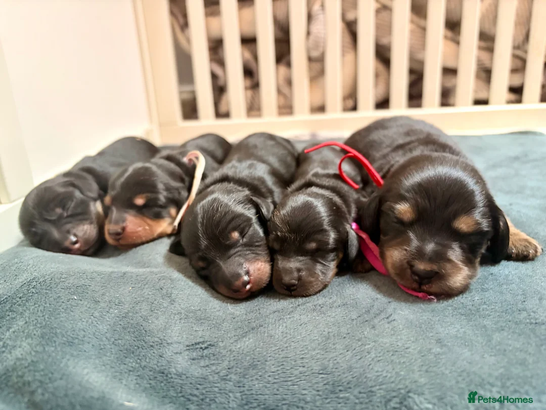 Miniature Dachshund dogs for sale: Pedigree Longhaired Miniature Dachshunds  in Johnstone - Advert 1