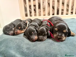 Miniature Dachshund dogs Pedigree Longhaired Miniature Dachshunds - Advert 1