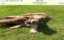 Cockapoo dogs for sale: F1 Cockapoo puppies, KC parents, health tested! - Image 17
