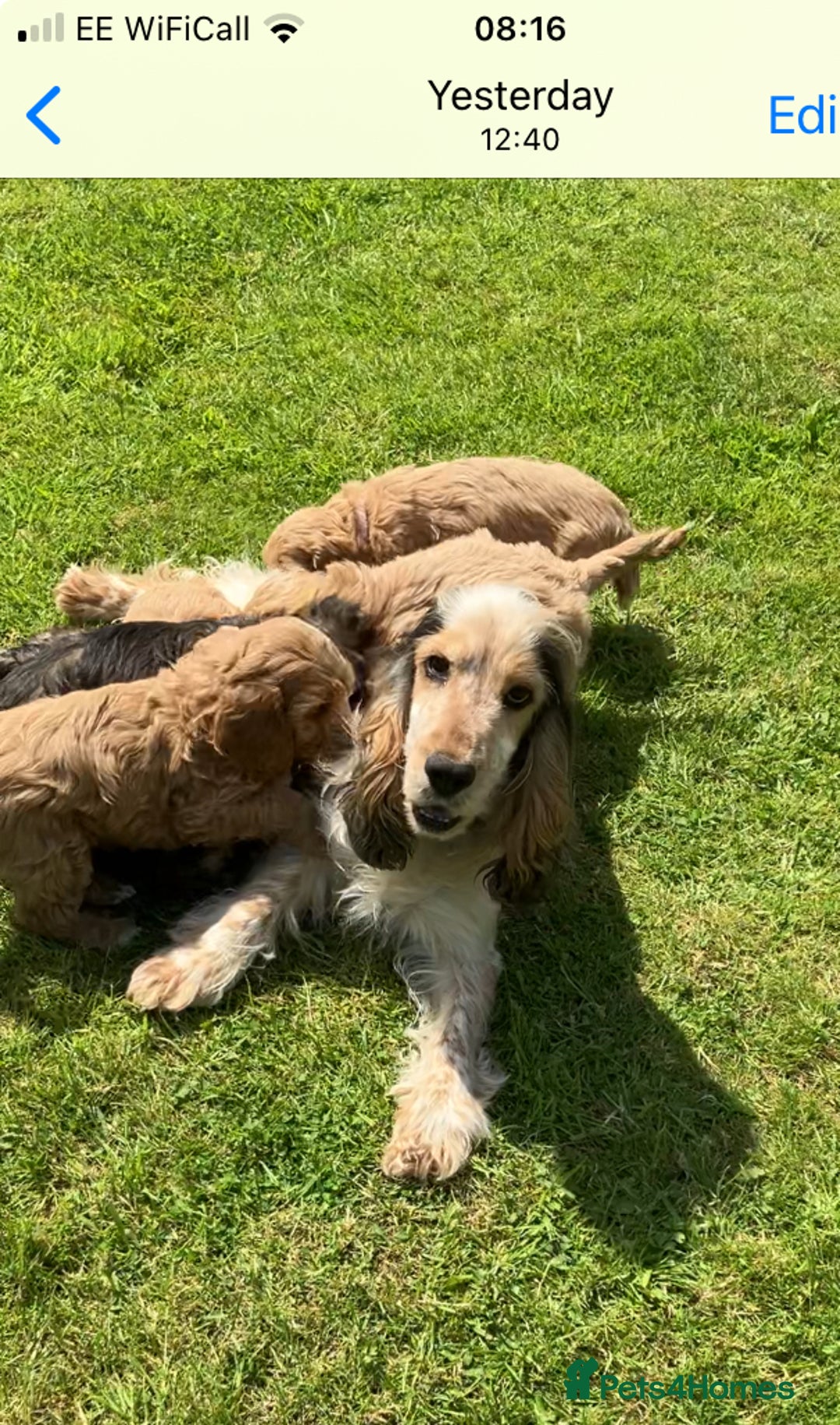 Cockapoo dogs for sale: F1 Cockapoo puppies, KC parents, health tested! - Image 17