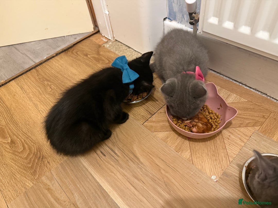 Ragdoll cats for sale: Ragdoll X boy  - Advert 6