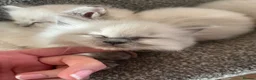 Ragdoll cats for sale: TICA registered pedigree Ragdoll kittens - Advert 7