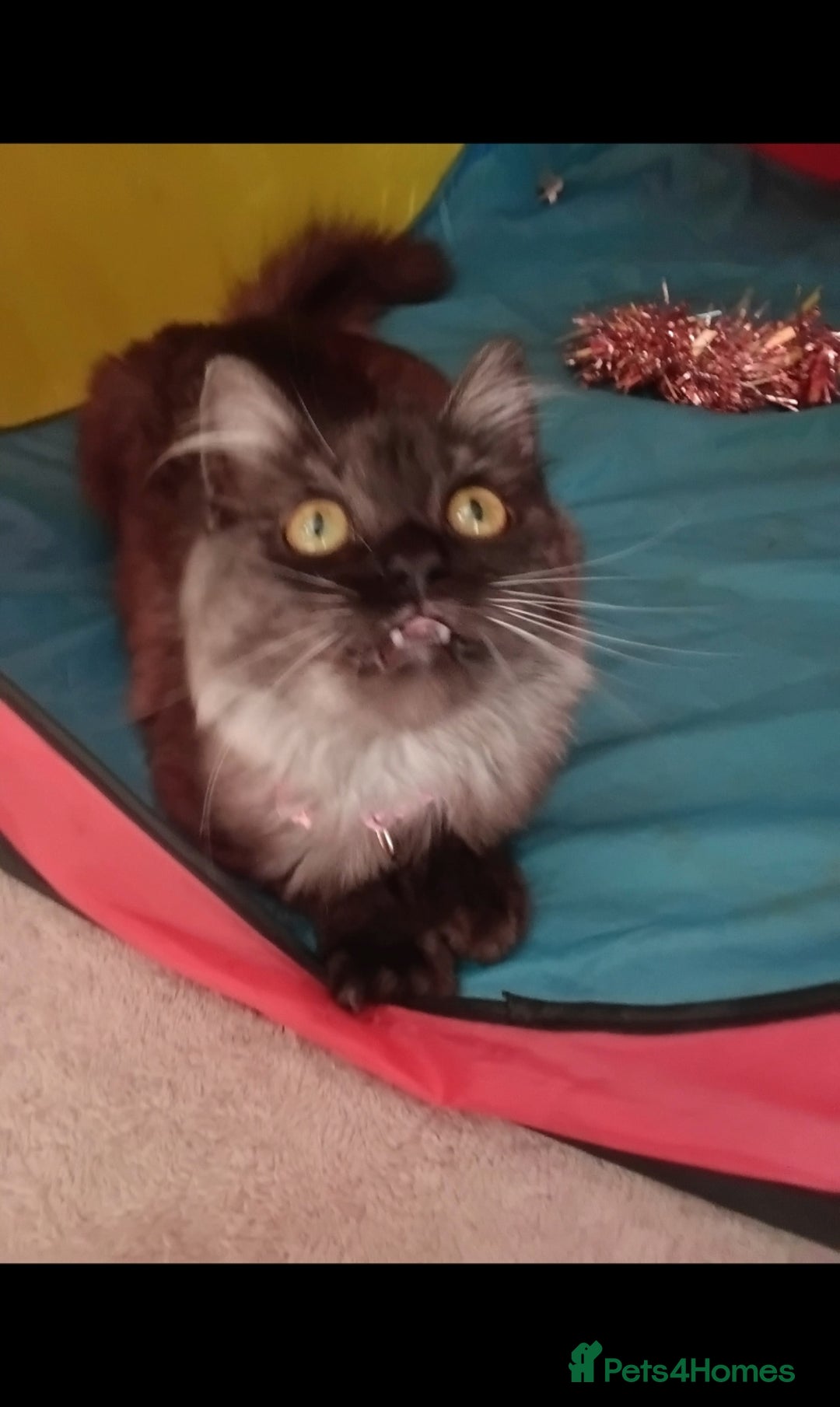 Maine Coon cats for sale: 3/4 mainecoon 1/4 British short-haired female  - Advert 4