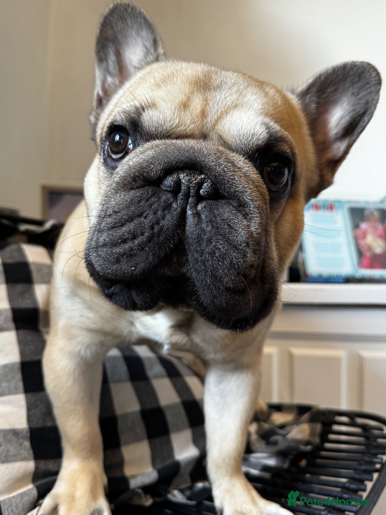 French Bulldog dogs BIG ROPE FLUFFY CARRIER FOR STUD - Advert 11