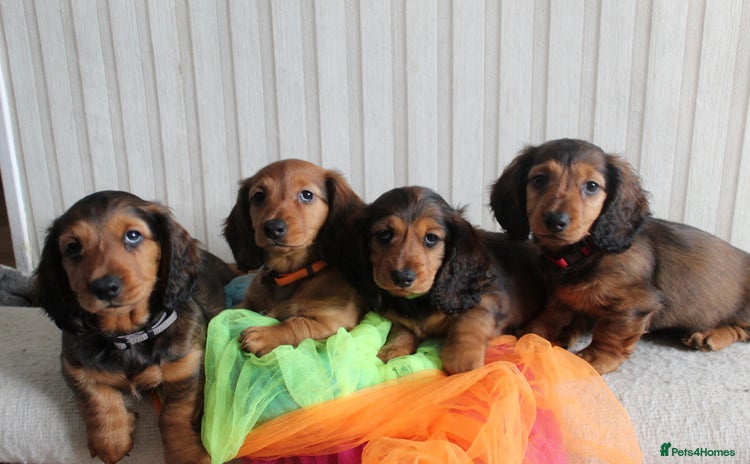 Dachshund dogs - Advert 4