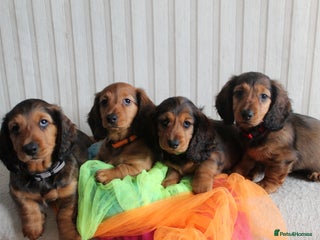 Dachshund dogs - Advert 21